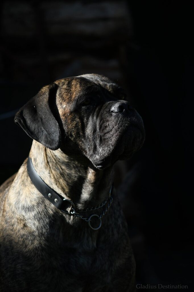 cane corso, dog, animal, pet, mastiff, nature, domestic, canine, mammal, cane corso, cane corso, cane corso, cane corso, cane corso