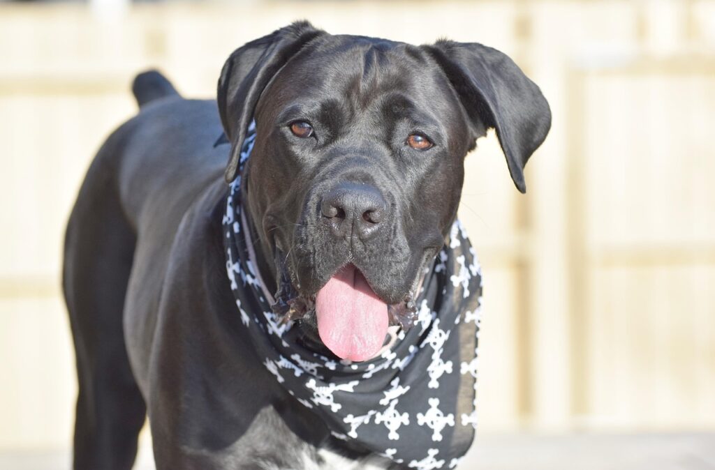 dog, puppy, pet, animal, cute, mastiff, cane corso, guard, cane, large, canine, nature, cane corso, cane corso, cane corso, cane corso, cane corso
