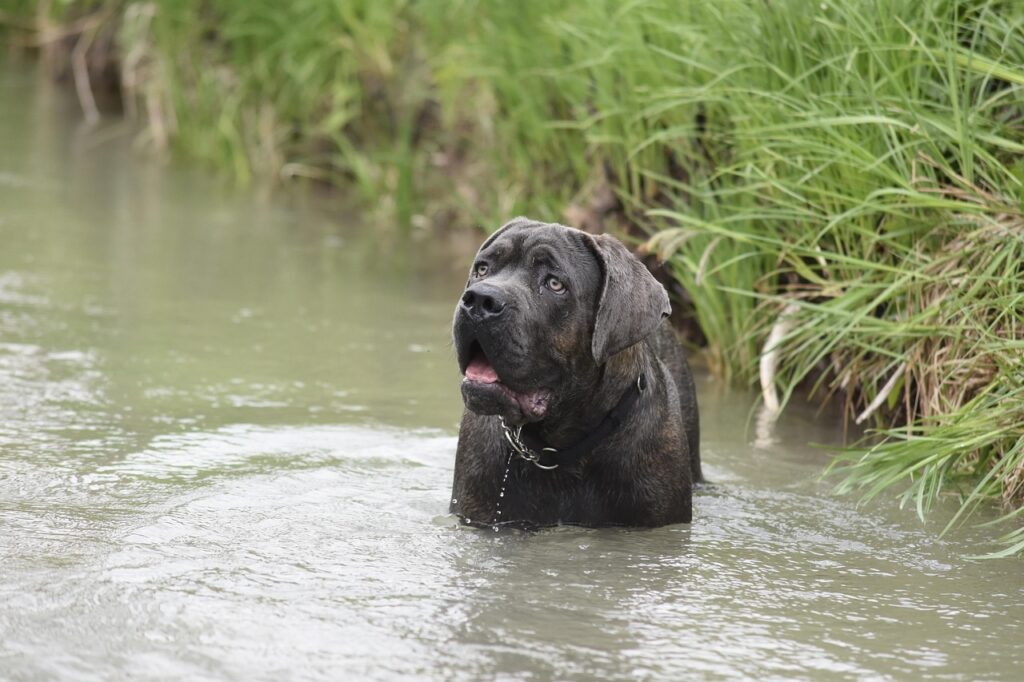 dog, cane corso, nature, animals, pet, puppy, mastiff, stream, cane corso, cane corso, animal, cane corso, cane corso, cane corso