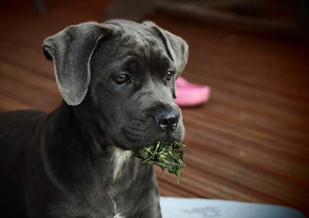 dog, puppy, animal, nature, pet, cute, cane corso, grass, funny, cane corso, cane corso, cane corso, cane corso, cane corso