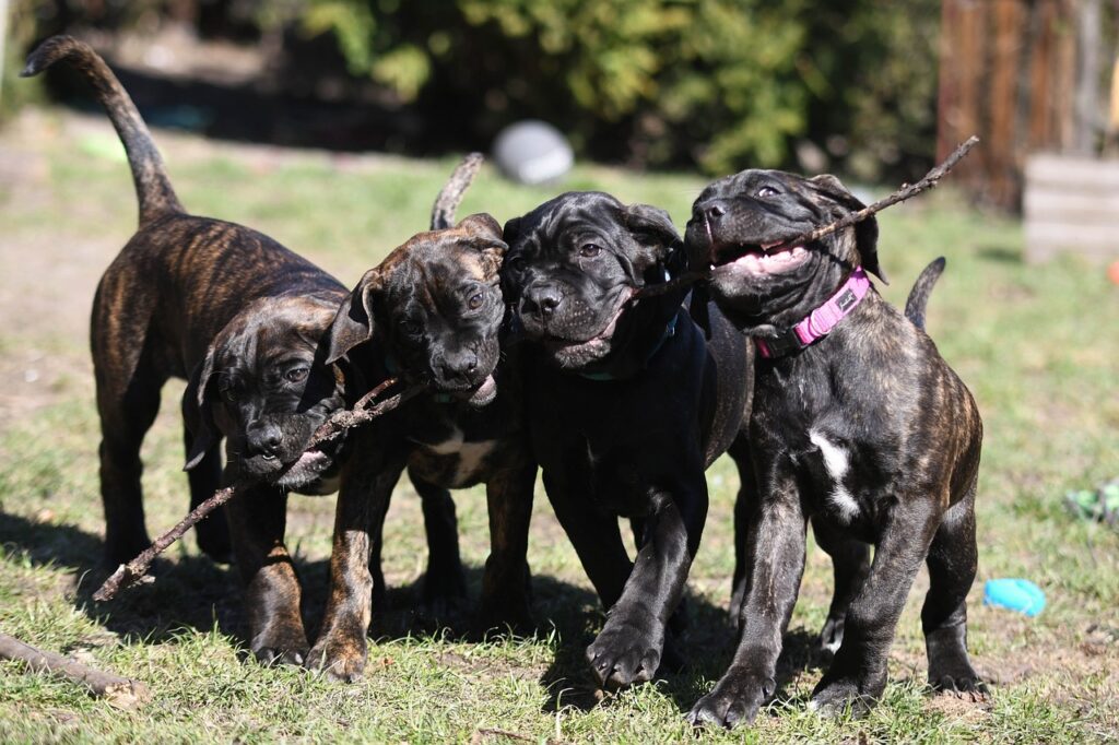 cane corso, dogs, animals, pets, mastiff, domestic, canine, mammal, cane corso, cane corso, nature, cane corso, cane corso, cane corso